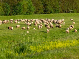 Date de alta y recibe nuestro 👉🏼 Diario Digital AXÓN INFORMAVET ONE HEALTH Date de alta y recibe nuestro 👉🏼 Boletín Digital de Foro Agro Ganadero Noticias animales de compañía Noticias animales de producción Trabajos técnicos animales de producción Trabajos técnicos animales de compañía —