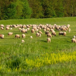 Date de alta y recibe nuestro 👉🏼 Diario Digital AXÓN INFORMAVET ONE HEALTH Date de alta y recibe nuestro 👉🏼 Boletín Digital de Foro Agro Ganadero Noticias animales de compañía Noticias animales de producción Trabajos técnicos animales de producción Trabajos técnicos animales de compañía —