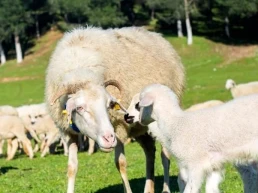 ASAJA CLM denuncia causas injustificadas tras el desplome del precio de la leche de oveja manchega