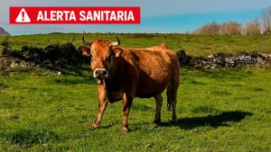 Llega un virus desconocido para el ganado español: Shamonda tipo 1