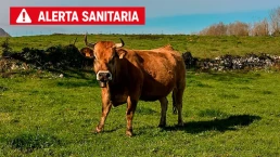 Llega un virus desconocido para el ganado español: Shamonda tipo 1