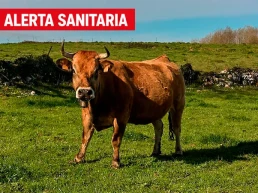 Llega un virus desconocido para el ganado español: Shamonda tipo 1