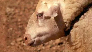 La lengua azul suma dos nuevos focos, en Albacete y Vizcaya, y ya circula en 16 provincias