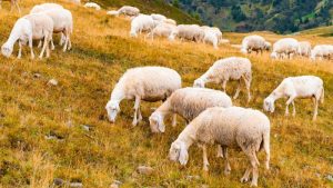 El ovino y caprino afronta una caída de la producción y del consumo en 2026