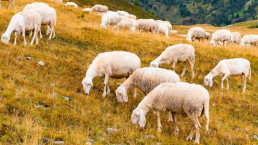 El ovino y caprino afronta una caída de la producción y del consumo en 2026