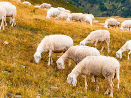 El ovino y caprino afronta una caída de la producción y del consumo en 2026