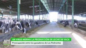 El Colegio de Veterinarios de Sevilla recomienda extremar la vigilancia y la prevención ante la detección de focos del Virus de Shamonda en Andalucía