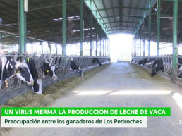 El Colegio de Veterinarios de Sevilla recomienda extremar la vigilancia y la prevención ante la detección de focos del Virus de Shamonda en Andalucía