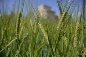 Los agricultores y ganaderos españoles percibirán 2.691 millones de euros en pagos anticipados de las ayudas directas de la PAC