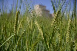 Los agricultores y ganaderos españoles percibirán 2.691 millones de euros en pagos anticipados de las ayudas directas de la PAC