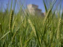 Los agricultores y ganaderos españoles percibirán 2.691 millones de euros en pagos anticipados de las ayudas directas de la PAC