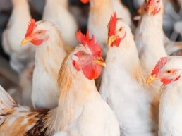 Cuarto foco de enfermedad de Newcastle en la comarca de Utiel, en una granja de broilers