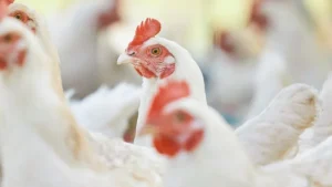 La producción avícola crece en España, pero cae el consumo de pollo