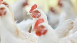 La producción avícola crece en España, pero cae el consumo de pollo
