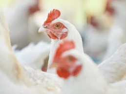 La producción avícola crece en España, pero cae el consumo de pollo