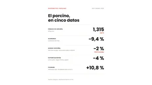 El precio del cerdo baja un 2,6 % en septiembre y los costes de alimentación vuelven a subir
