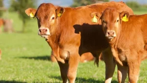 Las exportaciones de carne fresca de vacuno crecen un 7% y el envío de bovinos vivos a Marruecos se queda a cero