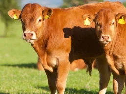 Las exportaciones de carne fresca de vacuno crecen un 7% y el envío de bovinos vivos a Marruecos se queda a cero