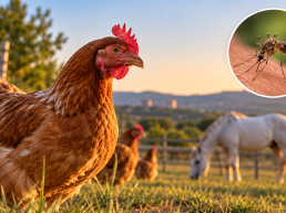 Se ha confirmado la reciente circulación del virus del Nilo Occidental en pollos centinela de Alfarràs
